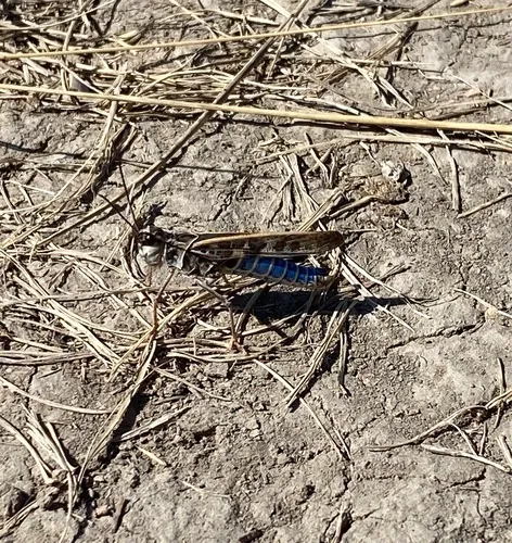 Pard Grasshopper