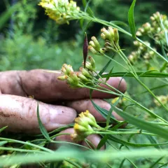 Goldentop pedicellate gall midge thumbnail 3