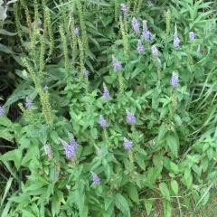 Long-leaved Speedwell thumbnail 3