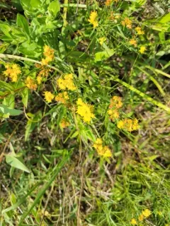 Prairie Goldenrod thumbnail 4