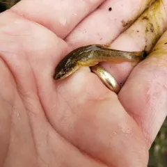 Longnose Dace thumbnail 3