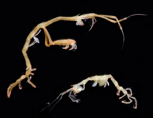 Caprella californica