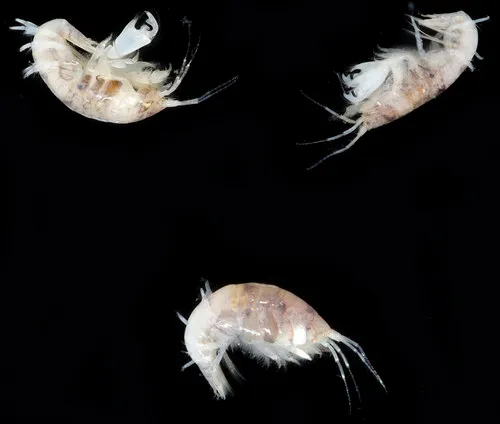 Photis brevipes