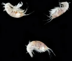Photis brevipes thumbnail 1
