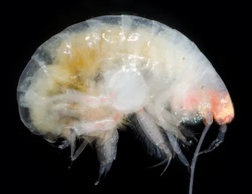 Ampelisca cristata