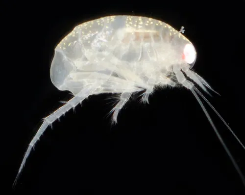 Americhelidium rectipalmum