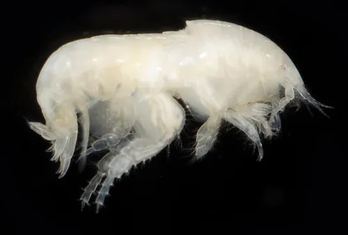 Rhepoxynius pallidus