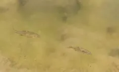 Umpqua Chub thumbnail 2