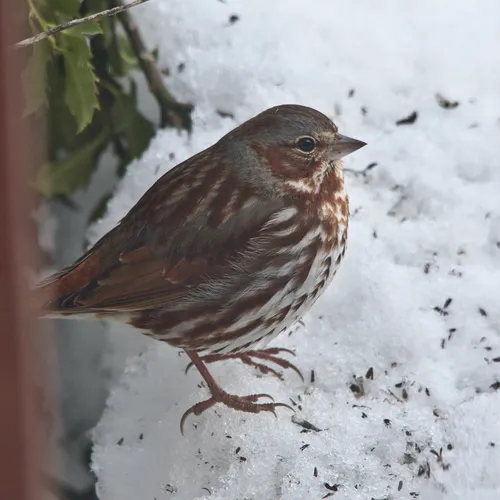 Fox Sparrow