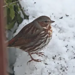 Fox Sparrow thumbnail 1