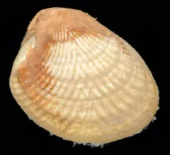 Divaricate Nutclam thumbnail 2