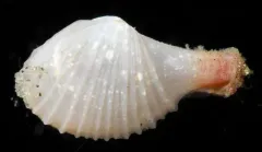 Pectinate Cardiomya thumbnail 1