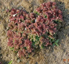 water fern thumbnail 4