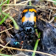 Banded Sexton Beetle thumbnail 2