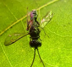 Dolichurus greenei thumbnail 2