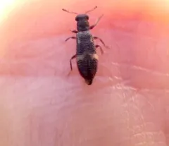 Madoniella dislocata thumbnail 2