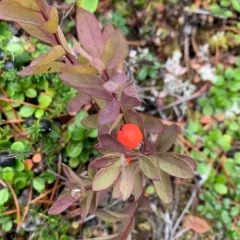 Northern Comandra thumbnail 3