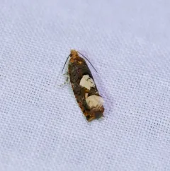 Birch Epinotia Moth thumbnail 4