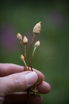 Leratiomyces cucullatus thumbnail 3