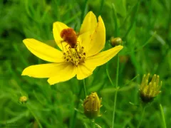 Bombylius comanche thumbnail 3