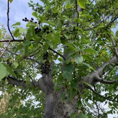 bird cherry thumbnail 4
