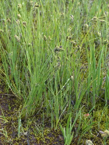 Enander's sedge