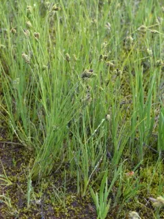 Enander's sedge thumbnail 1