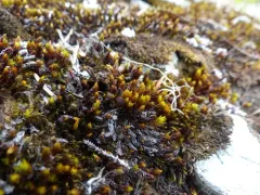 Northern Haircap Moss thumbnail 2