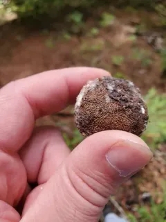 marbled false truffle thumbnail 3