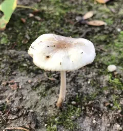 rooting shank thumbnail 2