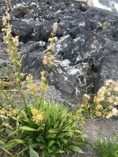 Racemose Goldenrod thumbnail 1