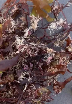 Bushy Gray Bryozoan thumbnail 2