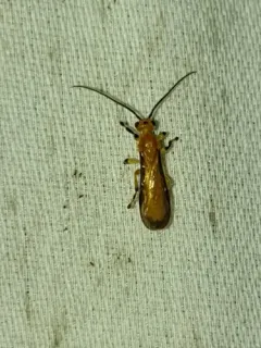 Yelicones nigromarginatus thumbnail 2