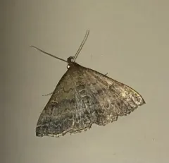 Florida Tetanolita Moth thumbnail 2