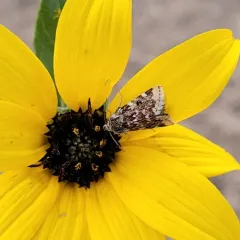 Gold-edged Gem Moth thumbnail 2