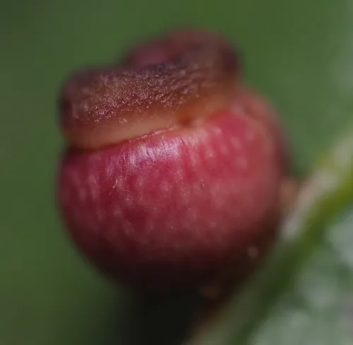 Kokkocynips rileyi