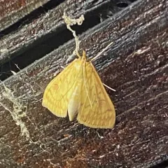 European Corn Borer Moth thumbnail 2