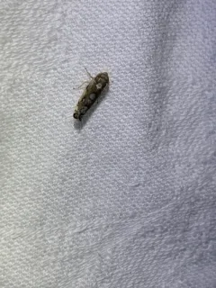 Scaphoideus opalinus thumbnail 3