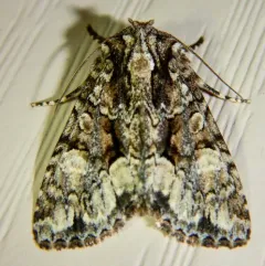 Adorable Brocade Moth thumbnail 3