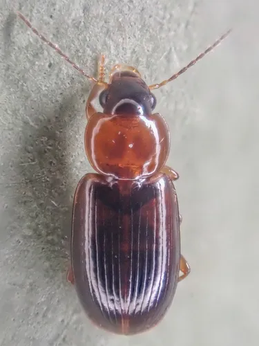 Adjoining Harp Ground Beetle