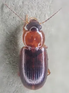 Adjoining Harp Ground Beetle thumbnail 1