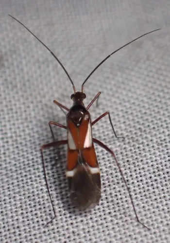 Coquillettia mimetica
