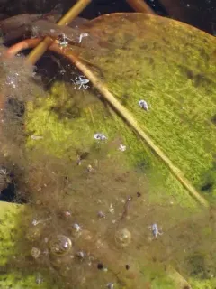 Microvelia pulchella thumbnail 1