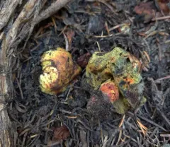 Gastroboletus turbinatus thumbnail 3
