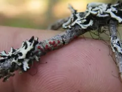 Ramboldia gowardiana thumbnail 3