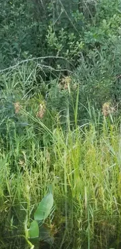 northeastern bulrush thumbnail 2