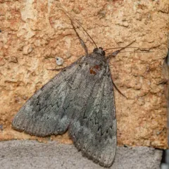 Obscure Underwing thumbnail 2