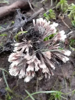 Urchin Earthfan thumbnail 4