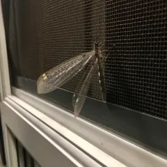 Myrmeleon immaculatus thumbnail 3