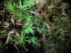 Warrior Moss thumbnail 2
